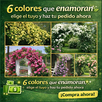 🌸 Semillas Rosa Trepadora 🌸