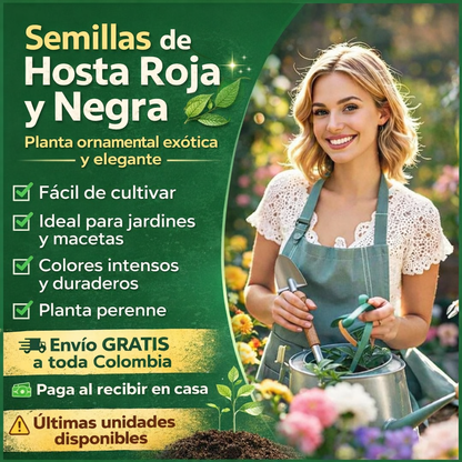 🌸 Semillas de hosta roja y negra 🌸
