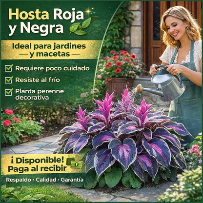 🌸 Semillas de hosta roja y negra 🌸