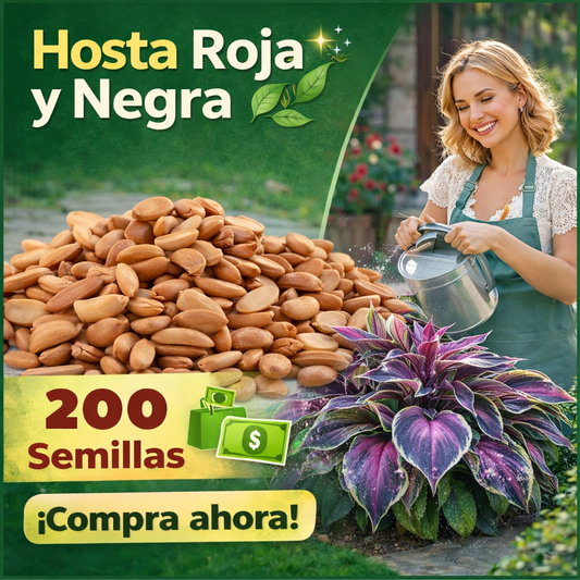 🌸 Semillas de hosta roja y negra 🌸