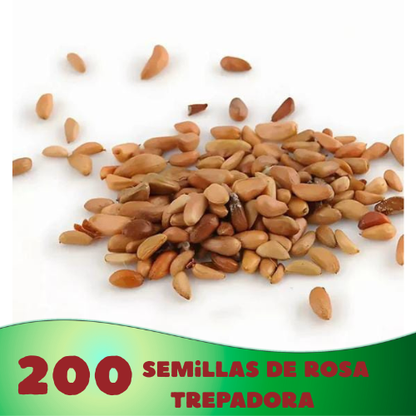 🌸 Semillas Rosa Trepadora 🌸