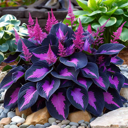 🌸 Semillas de hosta roja y negra 🌸